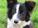 Border collie Maddy † RIP †