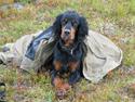 Gordon setter Aaens Diana (Lucky)