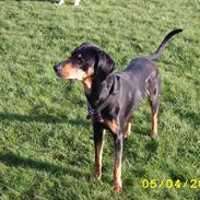 Blanding af racer Buster