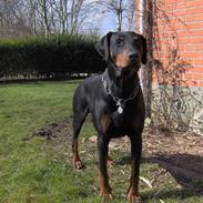 Dobermann Rosenlyst Amazing Murhfy R.I.P.