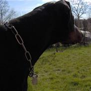 Dobermann Rosenlyst Amazing Murhfy R.I.P.