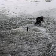Dobermann Rosenlyst Amazing Murhfy R.I.P.