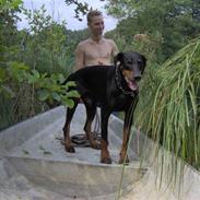 Dobermann Rosenlyst Amazing Murhfy R.I.P.