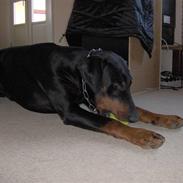 Dobermann Rosenlyst Amazing Murhfy R.I.P.