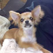 Chihuahua Perle