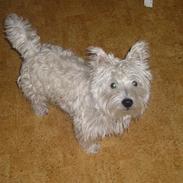 West highland white terrier buster