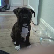 Amerikansk staffordshire terrier kenzo <3