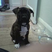 Amerikansk staffordshire terrier kenzo <3