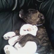 Amerikansk staffordshire terrier kenzo <3