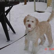 Lagotto romagnolo Luna