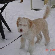 Lagotto romagnolo Luna