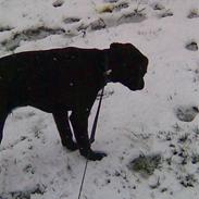 Labrador retriever Tasso