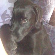 Labrador retriever Tasso