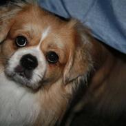 Tibetansk spaniel Kiarka Danji