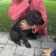 Flat coated retriever luna