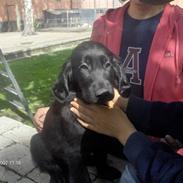 Flat coated retriever luna