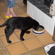 Flat coated retriever luna
