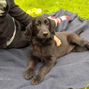 Flat coated retriever luna
