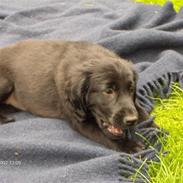 Flat coated retriever luna