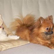 Pomeranian Steffy