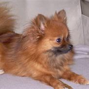 Pomeranian Steffy