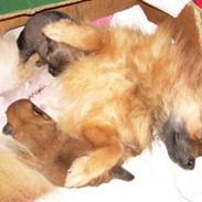 Pomeranian Steffy