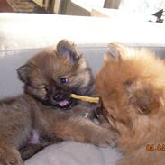 Pomeranian Steffy