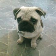 Mops Arnold  ( R.I.P ) :'(