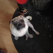 Mops Arnold  ( R.I.P ) :'(