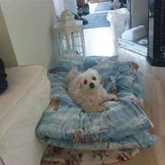 Bichon à poil frisé Fie, Hvil i fred ! :'(