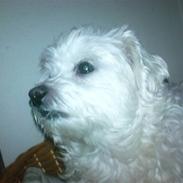 Bichon à poil frisé Fie, Hvil i fred ! :'(