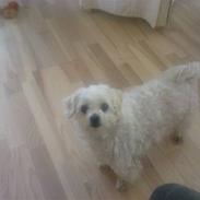 Bichon à poil frisé Fie, Hvil i fred ! :'(