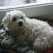 Bichon à poil frisé Fie, Hvil i fred ! :'(