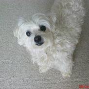 Bichon à poil frisé Fie, Hvil i fred ! :'(