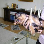 Yorkshire terrier Daisy