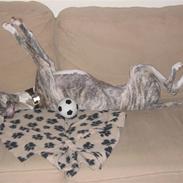 Whippet Sea Leopards ´ndeed Neely