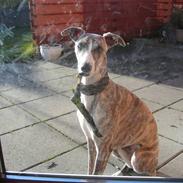 Whippet Sea Leopards ´ndeed Neely