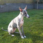 Whippet Sea Leopards ´ndeed Neely