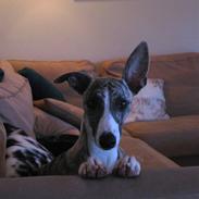 Whippet Sea Leopards ´ndeed Neely