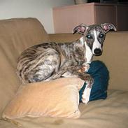 Whippet Sea Leopards ´ndeed Neely