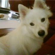 Samojedhund Bella
