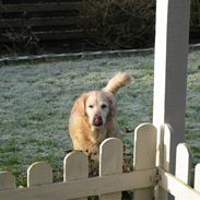 Golden retriever Dolly 22-03-11 R.I.P.