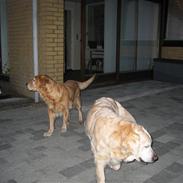 Golden retriever Dolly 22-03-11 R.I.P.