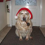 Golden retriever Dolly 22-03-11 R.I.P.