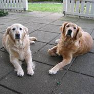 Golden retriever Dolly 22-03-11 R.I.P.