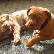 Dogue de bordeaux Gyda