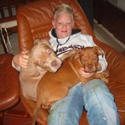 Dogue de bordeaux Gyda