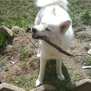 Samojedhund Bella