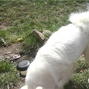 Samojedhund Bella