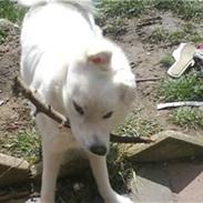 Samojedhund Bella